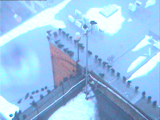 Linnud veetornelamus