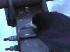 Linnud veetornelamul