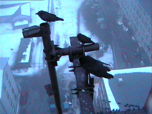 Linnud veetornelamul